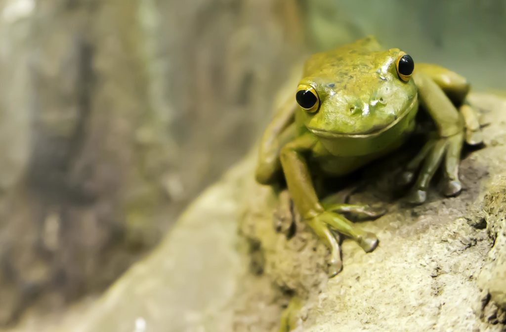 amphibian-frog-air-pollution - Venta North America